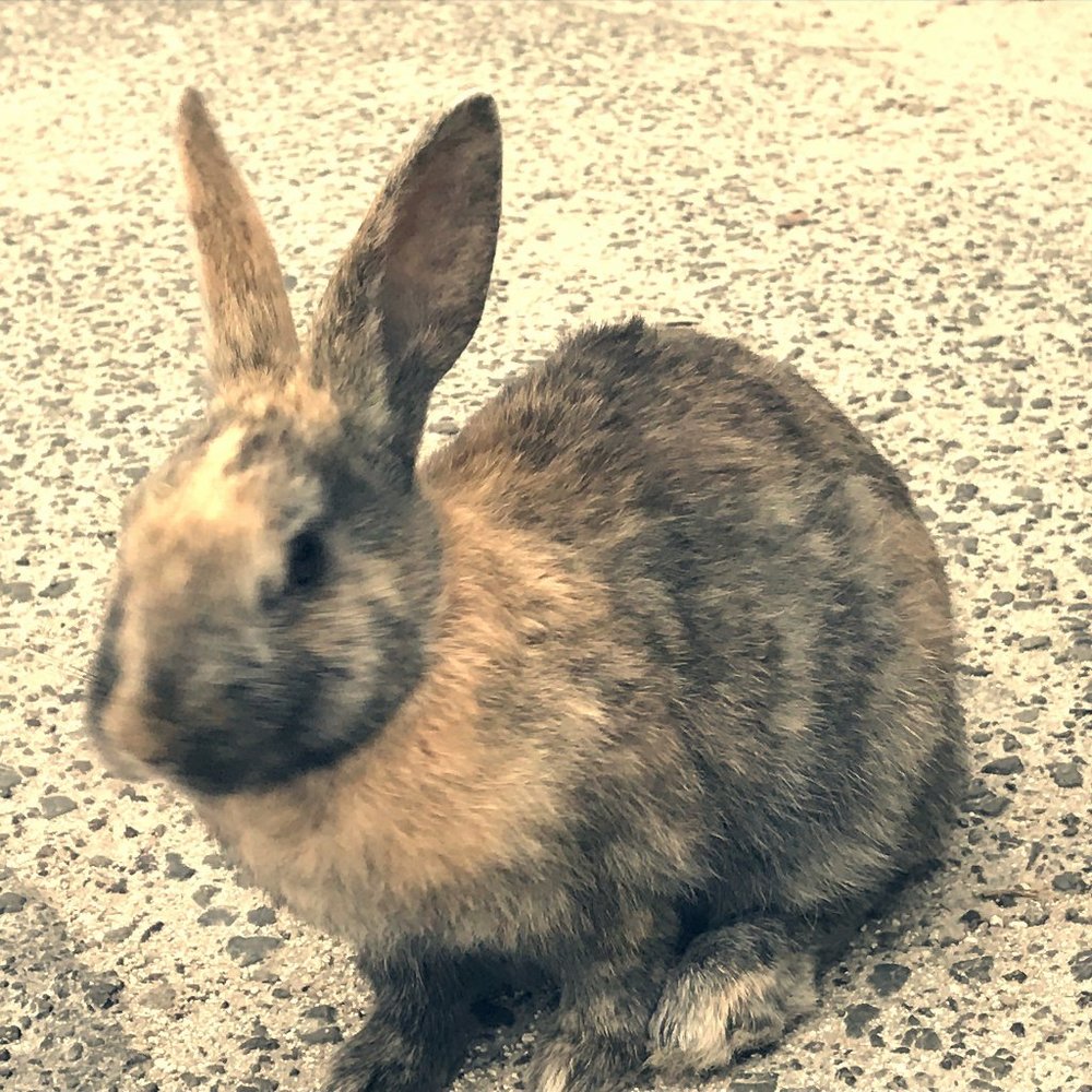 Meet your Posher, 🐰